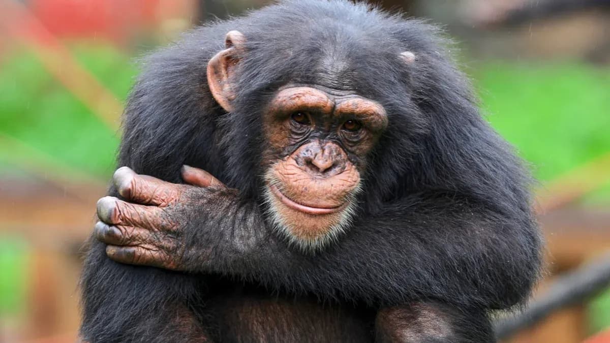 Chimpanzee sitting with arms crossed